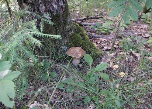 “Луговое” Найден первый гриб в этом году.